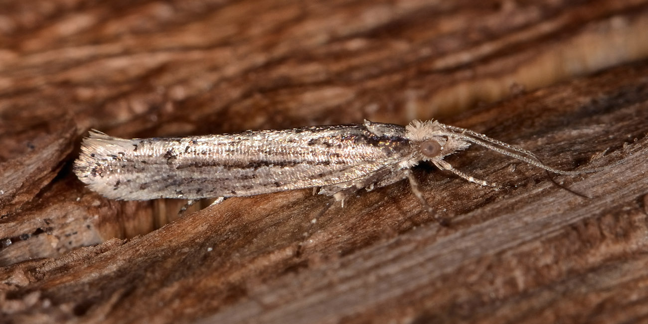 Ypsolophidae?  Si, Ypsolopha ustella